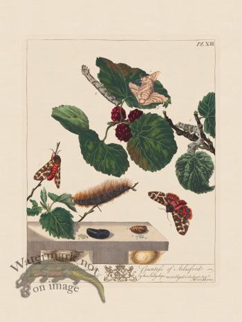 Moses Harris Insects 13